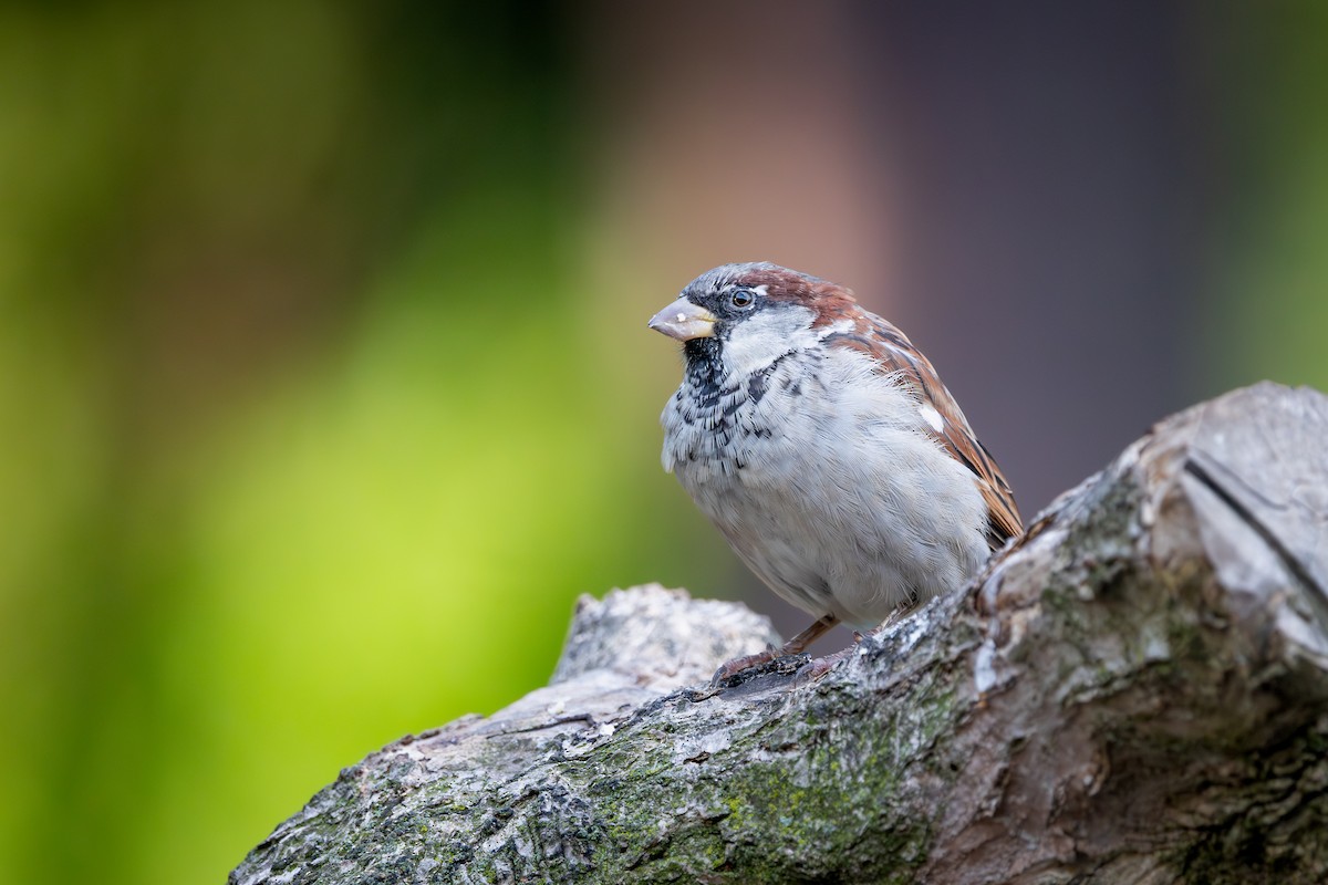 House Sparrow - ML646188683