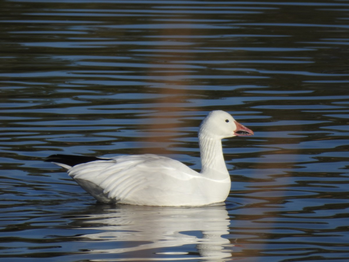 Snow Goose - ML646188689