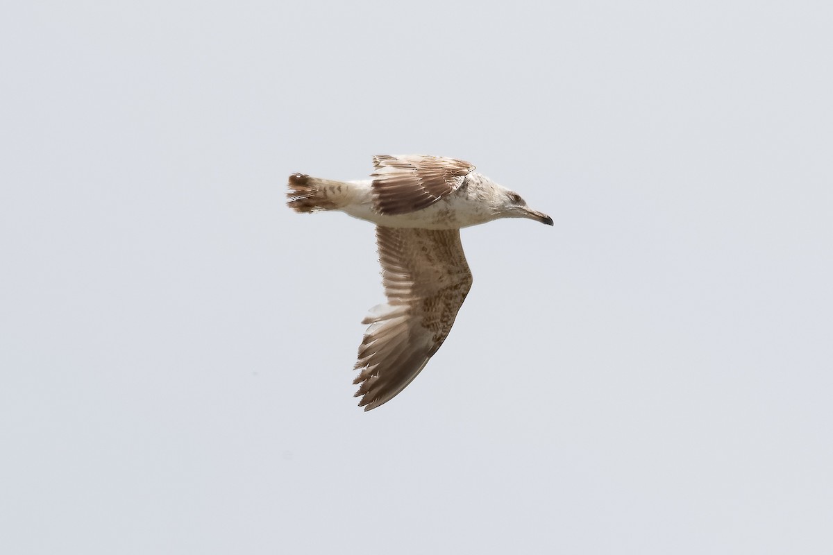 שחף צהוב-רגל - ML646188691