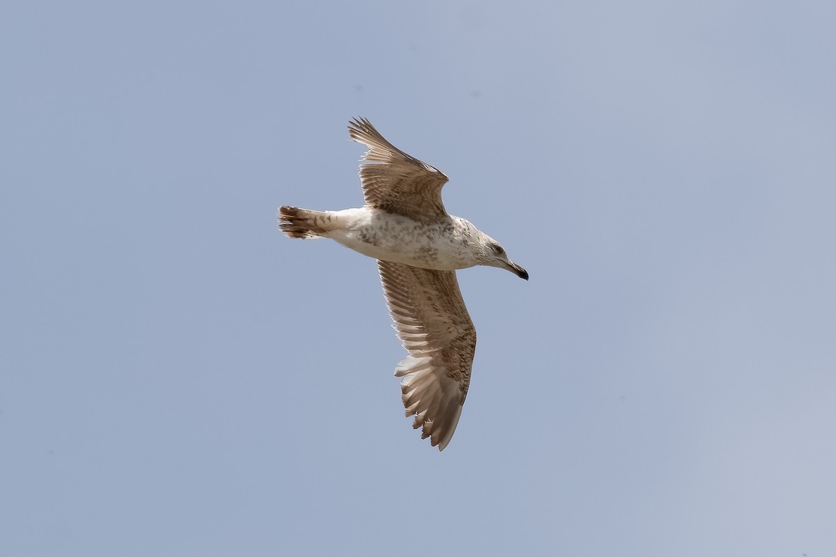 שחף צהוב-רגל - ML646188692