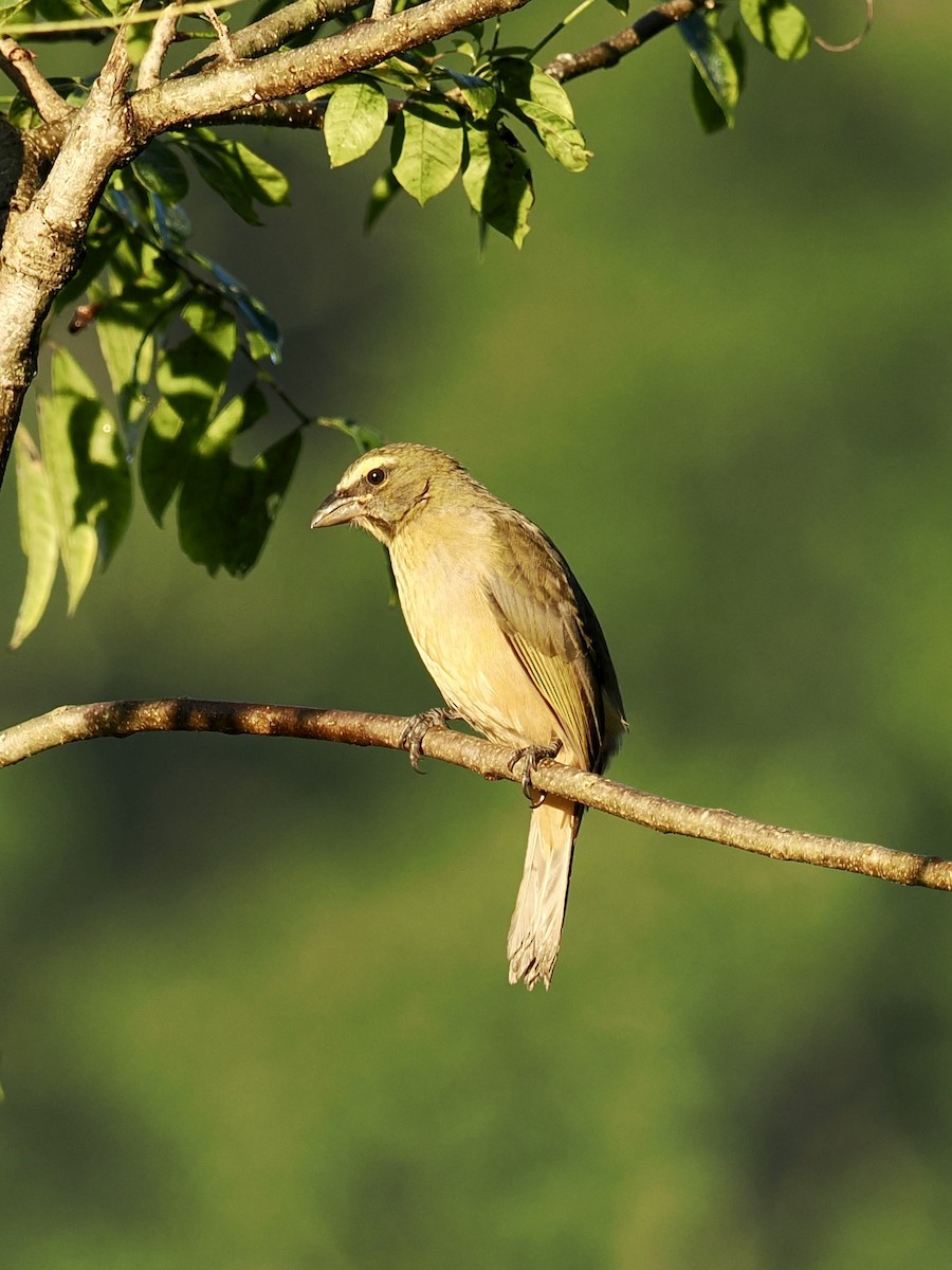 Cinnamon-bellied Saltator - ML646188695