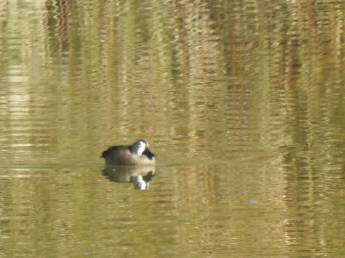 שרשיר כחול-כנף - ML646188699