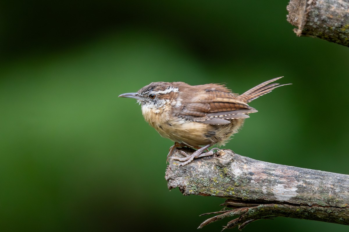 Carolina Wren - ML646188700