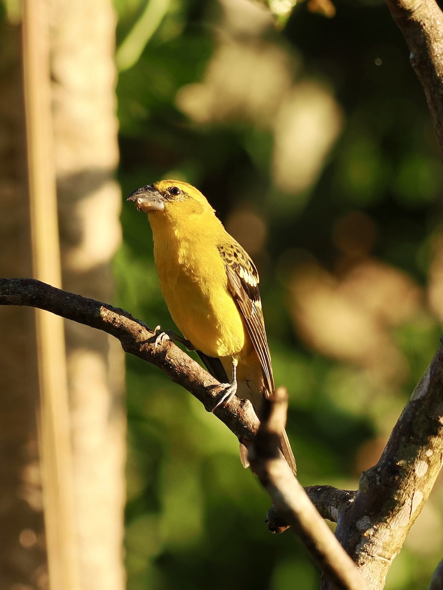 Yellow Grosbeak - ML646188710