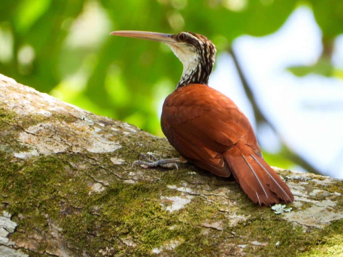 Дереволаз білогорлий - ML646188712