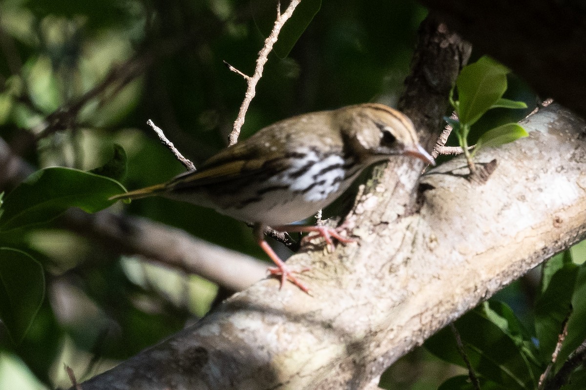 Ovenbird - ML646188713