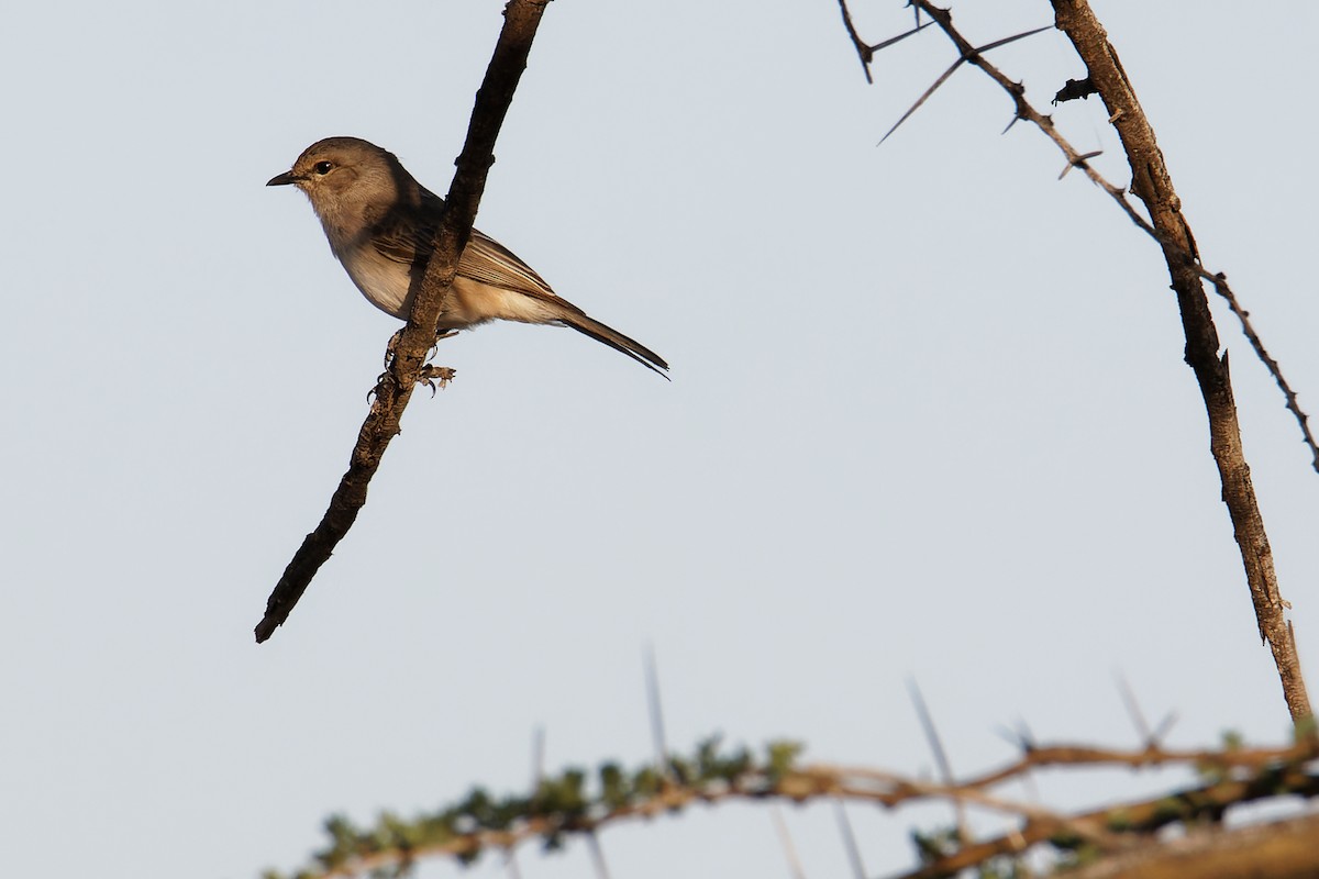 Pale Flycatcher - ML646188714
