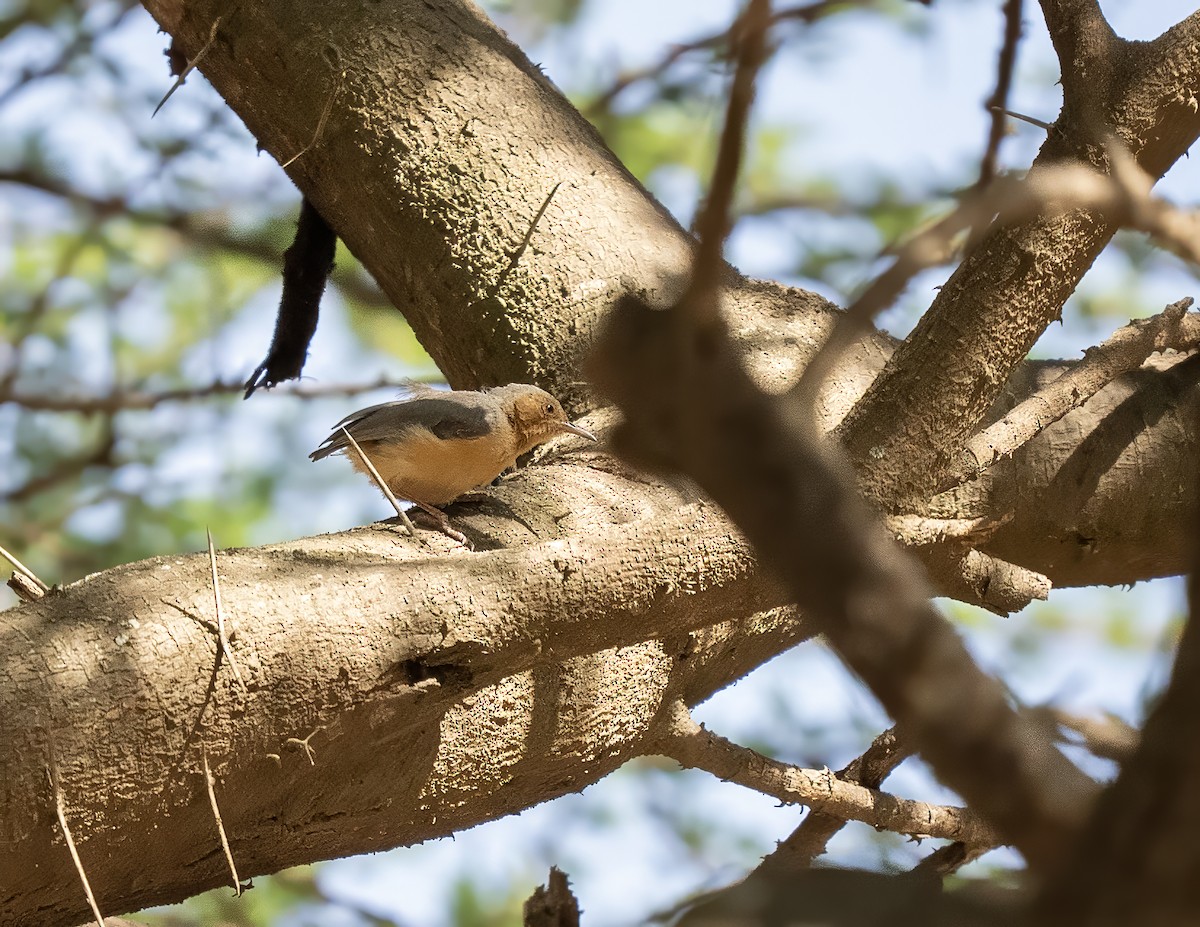 Red-faced Crombec - ML646188715