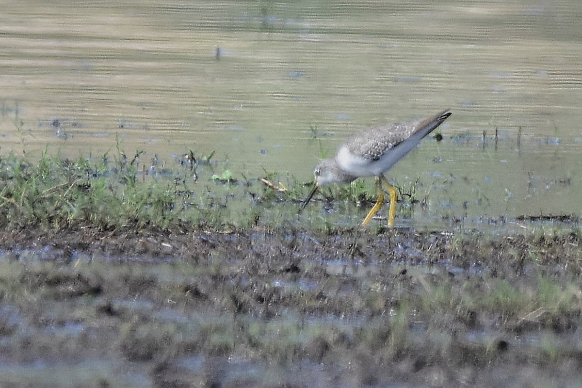 Коловодник жовтоногий - ML646188716