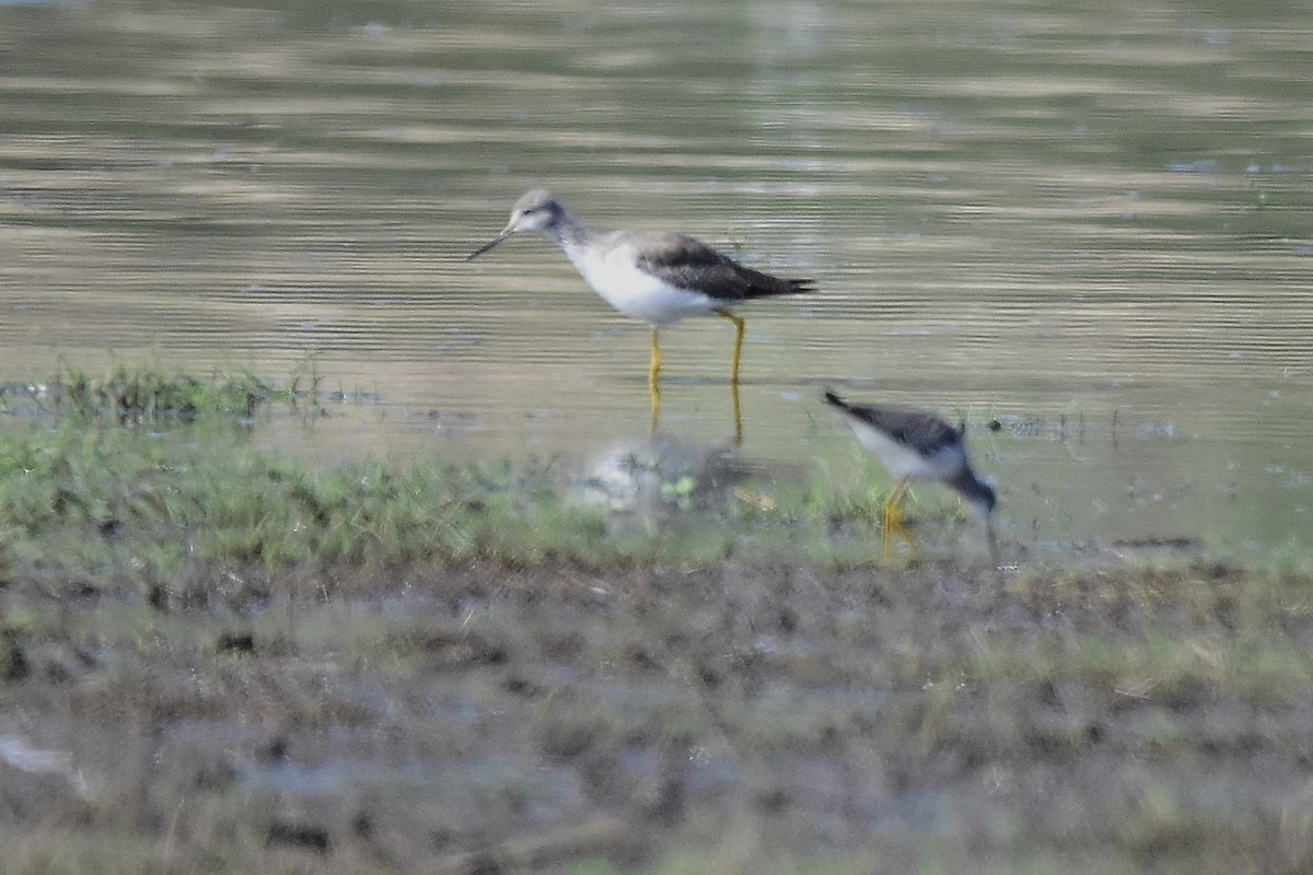 Коловодник жовтоногий - ML646188718