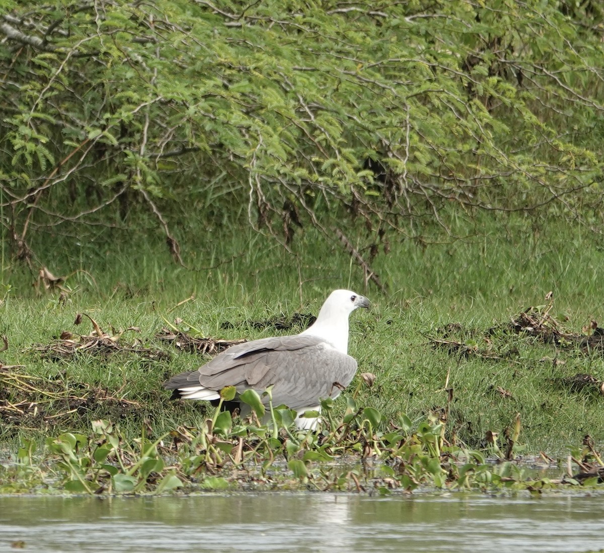 Орлан білочеревий - ML646188721