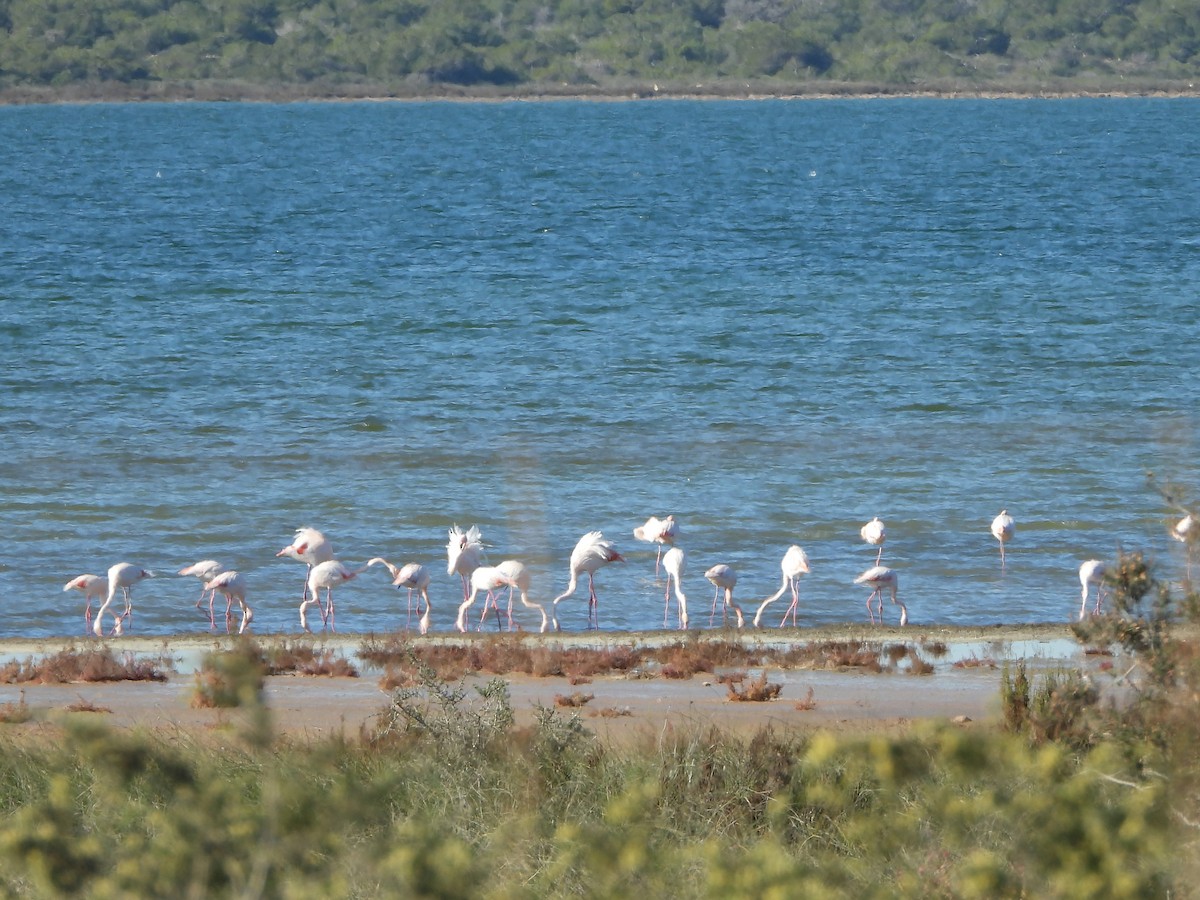 Фламінго рожевокрилий - ML646188723