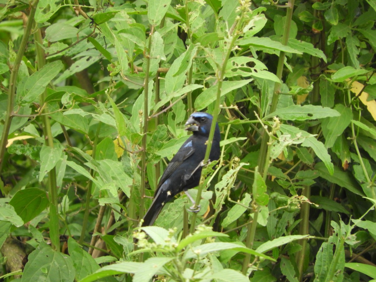 Лускар ультрамариновий - ML646188724