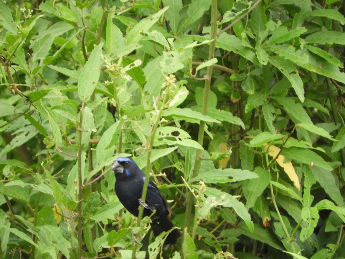 Лускар ультрамариновий - ML646188725