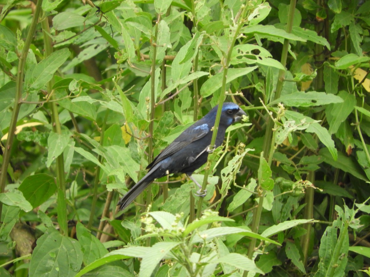 Лускар ультрамариновий - ML646188726