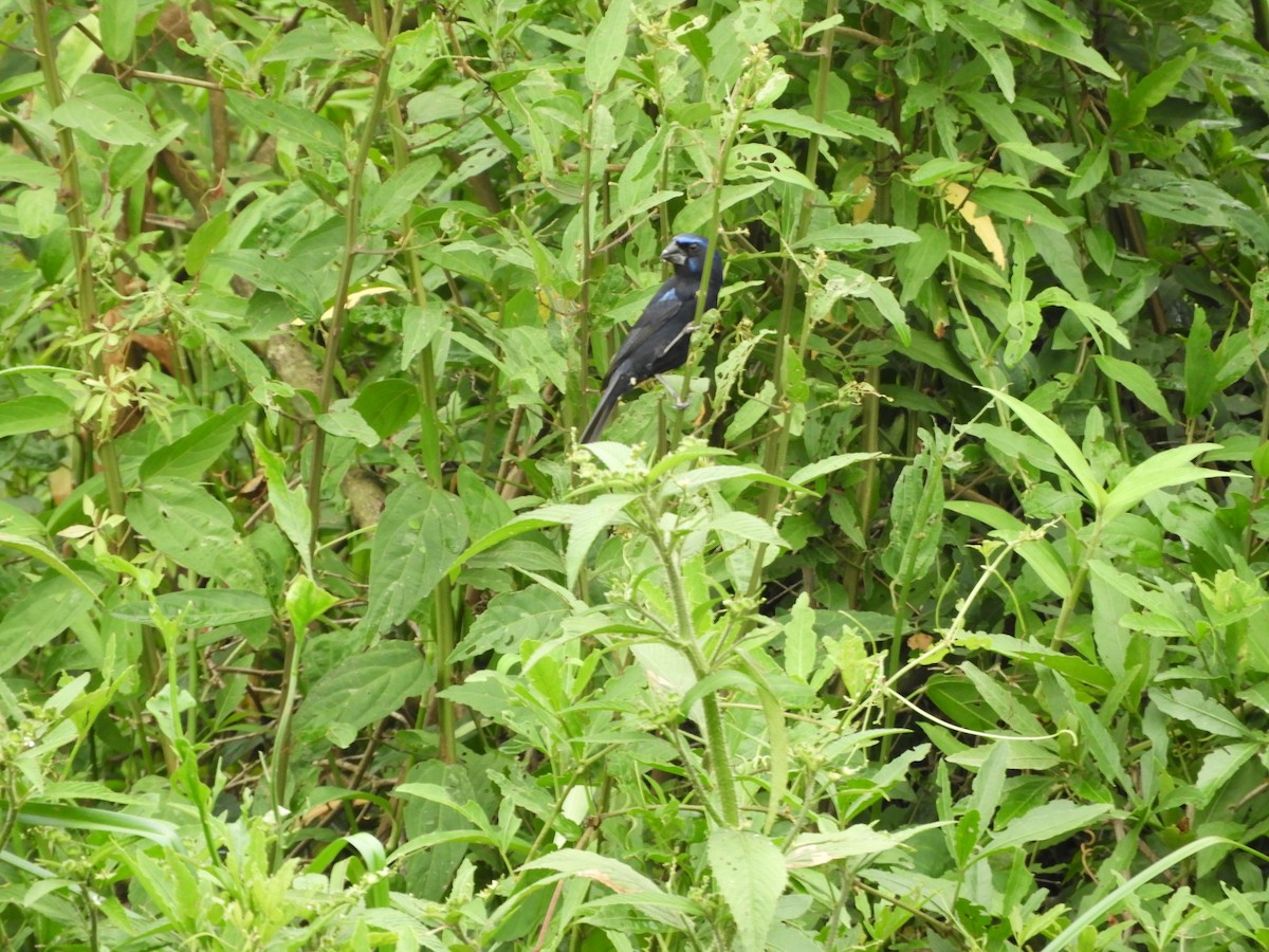 Лускар ультрамариновий - ML646188727