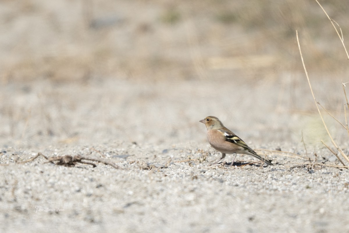 Common Chaffinch - ML646188729