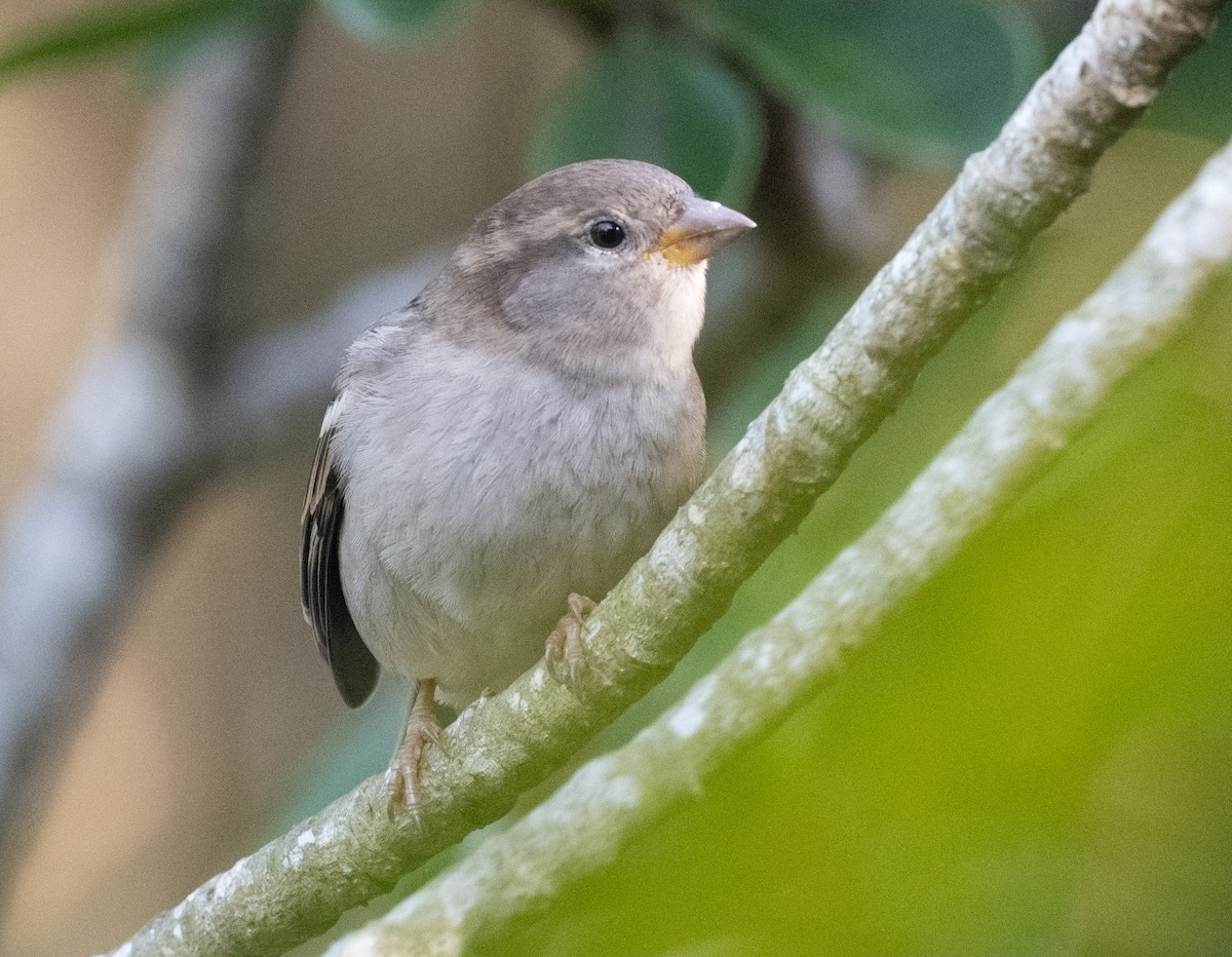 Горобець хатній - ML646188730