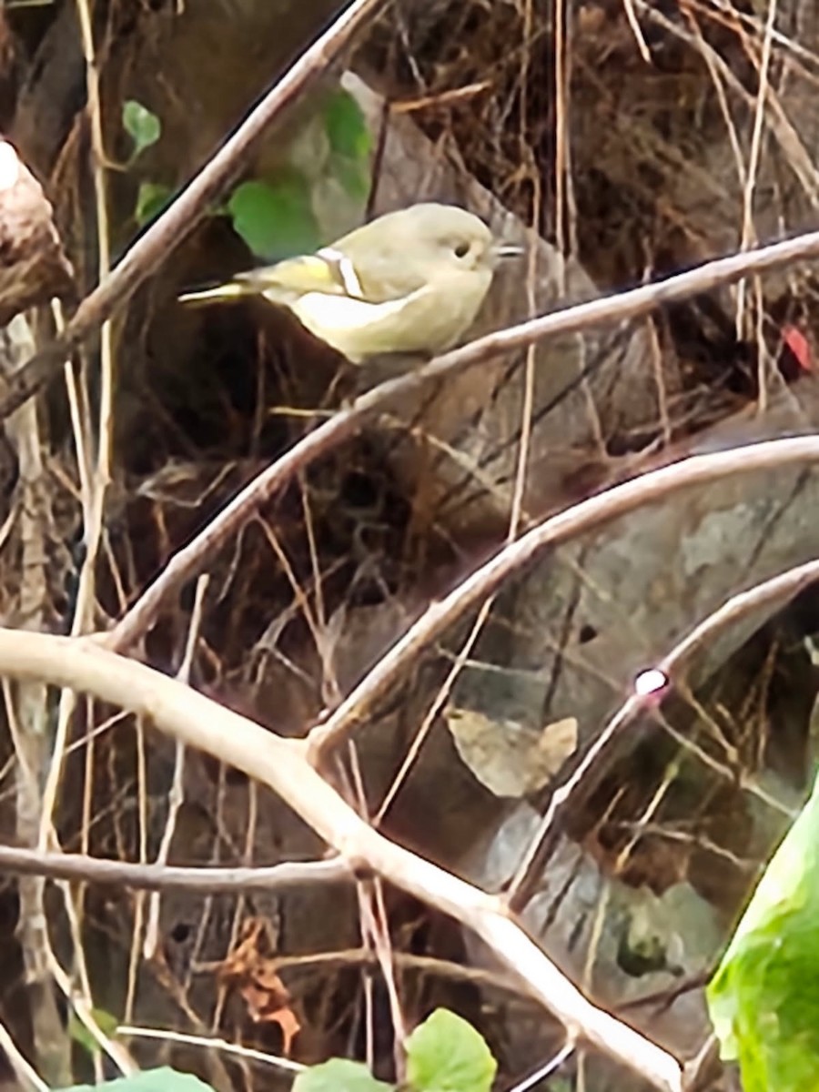 Золотомушка рубіновочуба - ML646188731