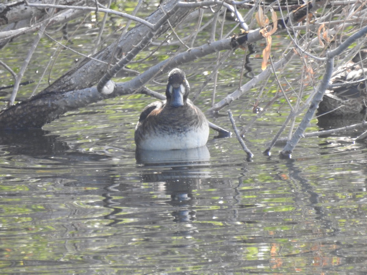 Чернь морська - ML646188732