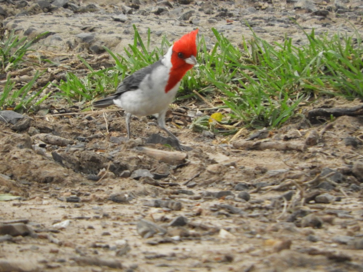 Пароарія чубата - ML646188733