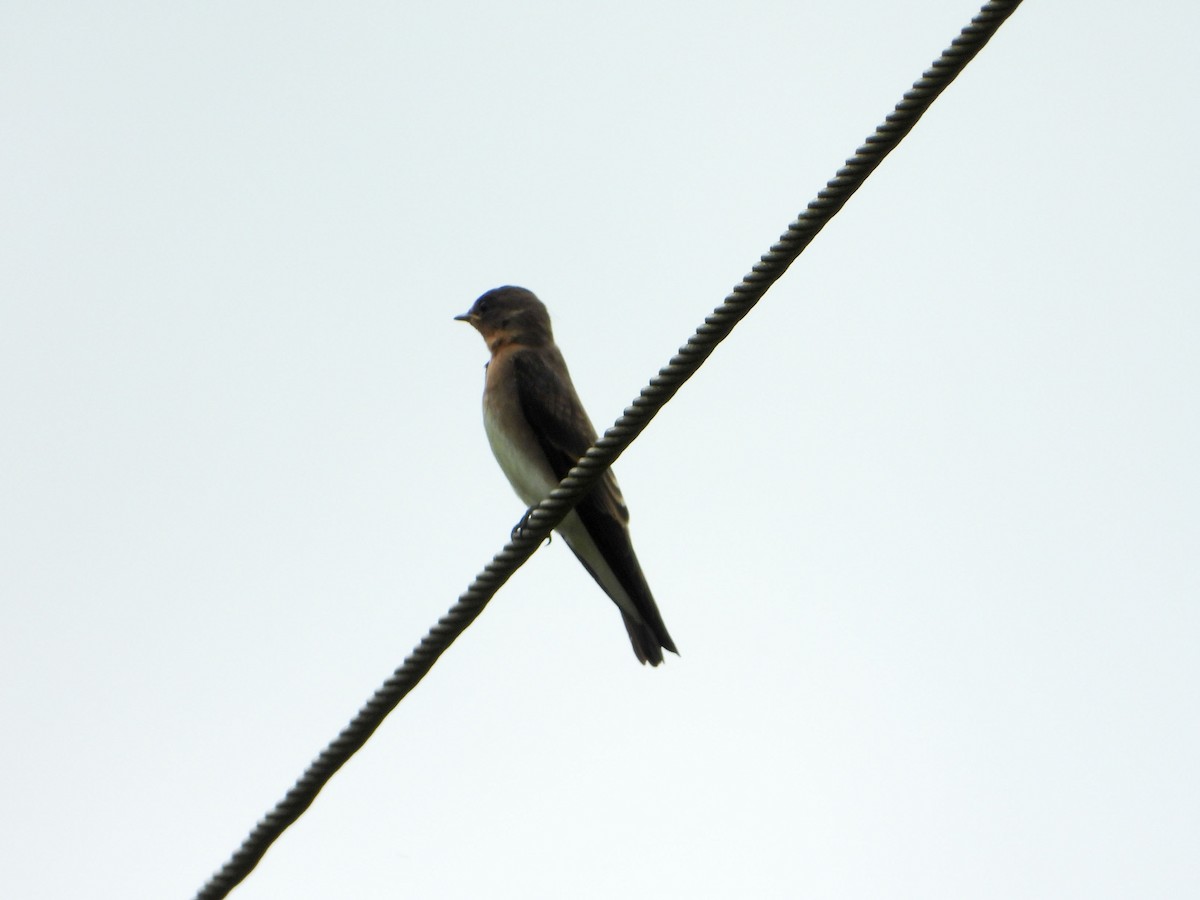 Ластівка пампасова - ML646188734