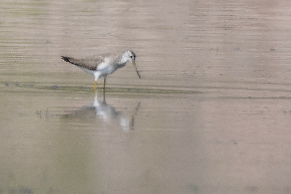 Коловодник строкатий - ML646188735