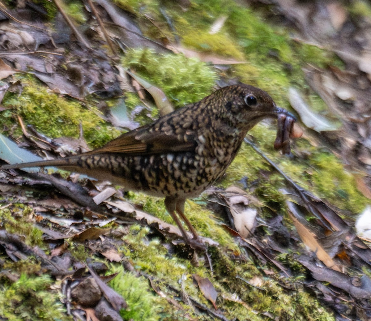Квічаль австралійський - ML646188736