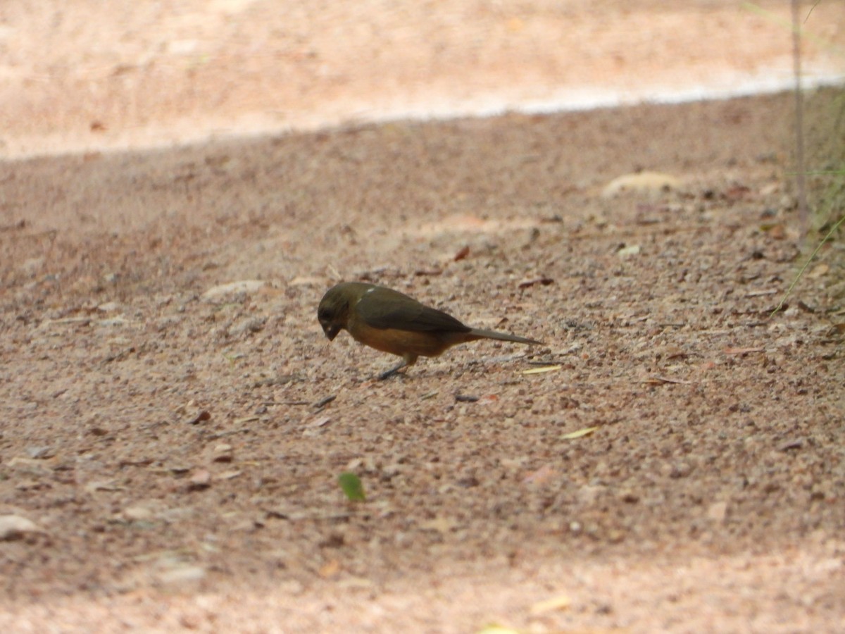 Зерноїд чорноголовий - ML646188737