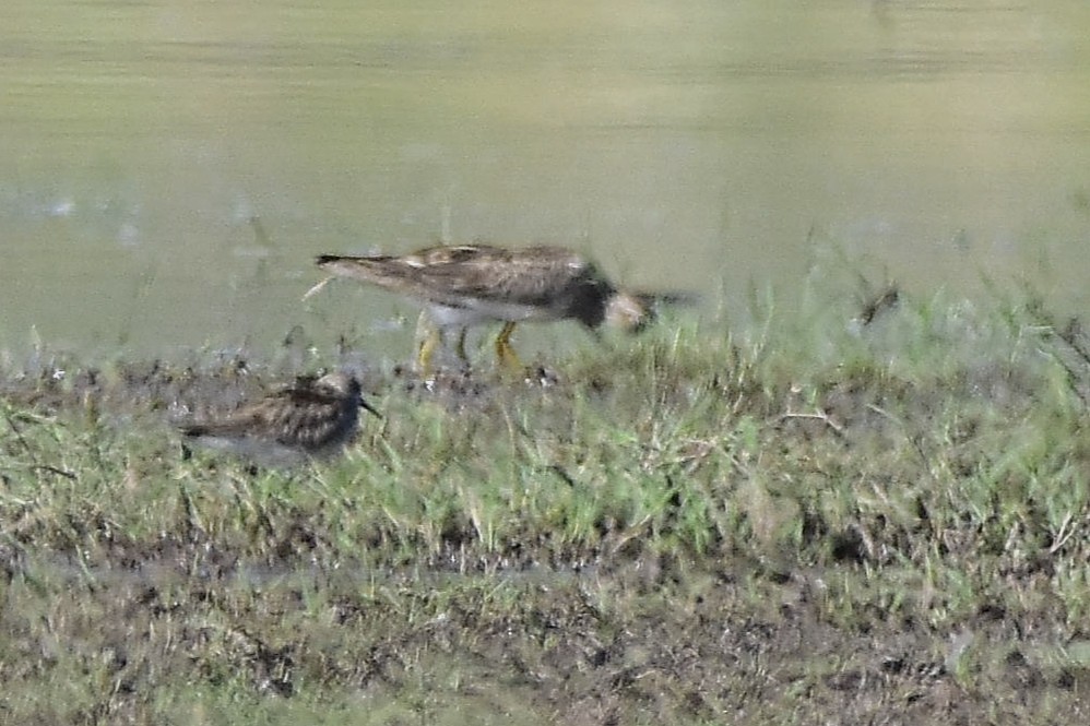 Побережник білогрудий - ML646188741
