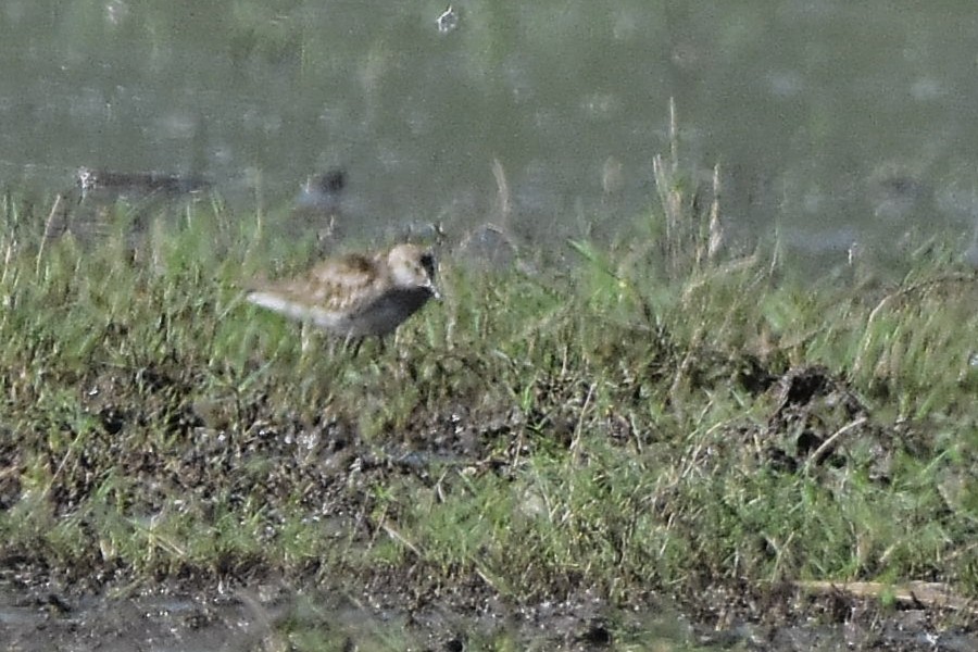 Побережник білогрудий - ML646188742