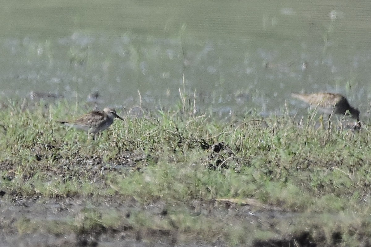 Побережник білогрудий - ML646188743