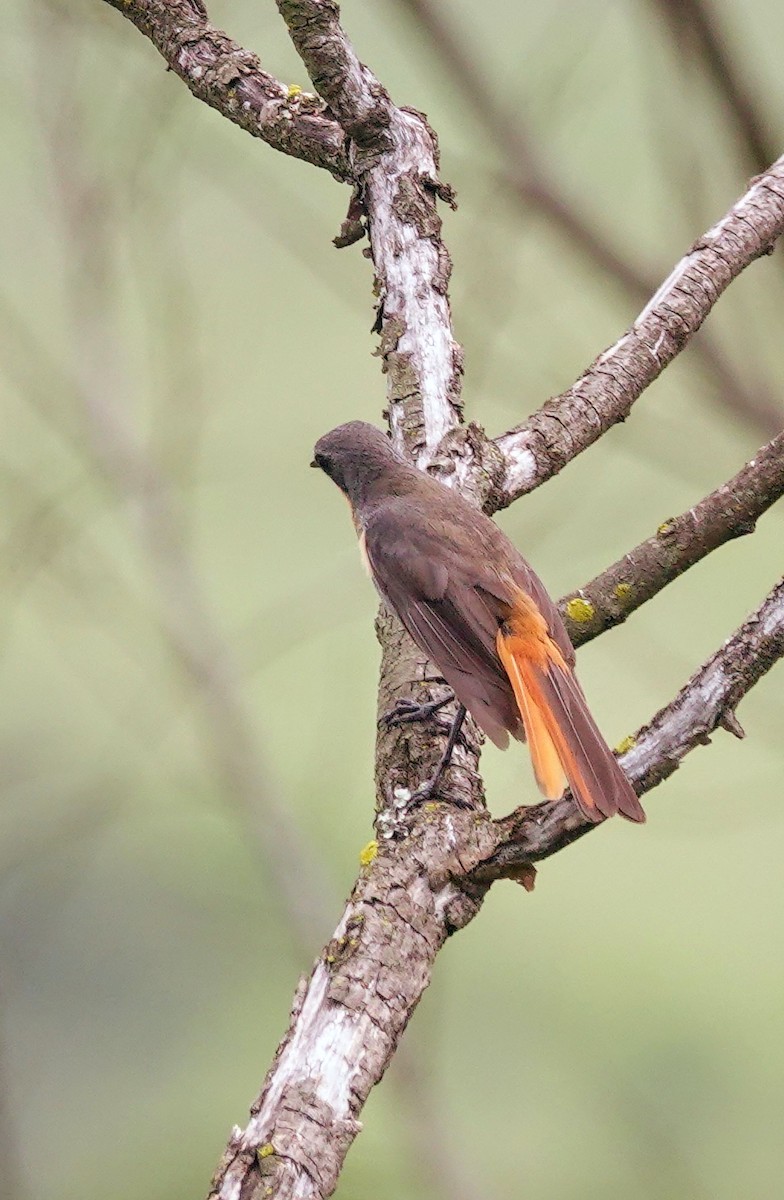 Золотокіс садовий - ML646188744