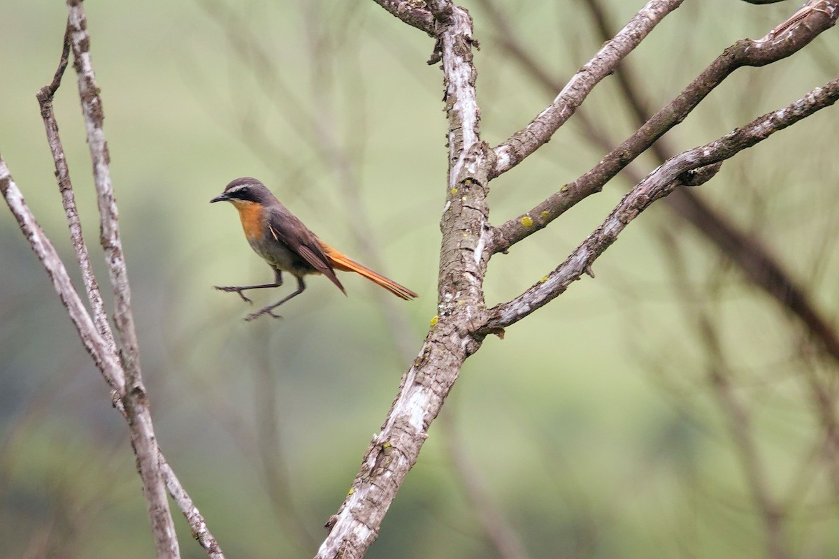 Золотокіс садовий - ML646188745