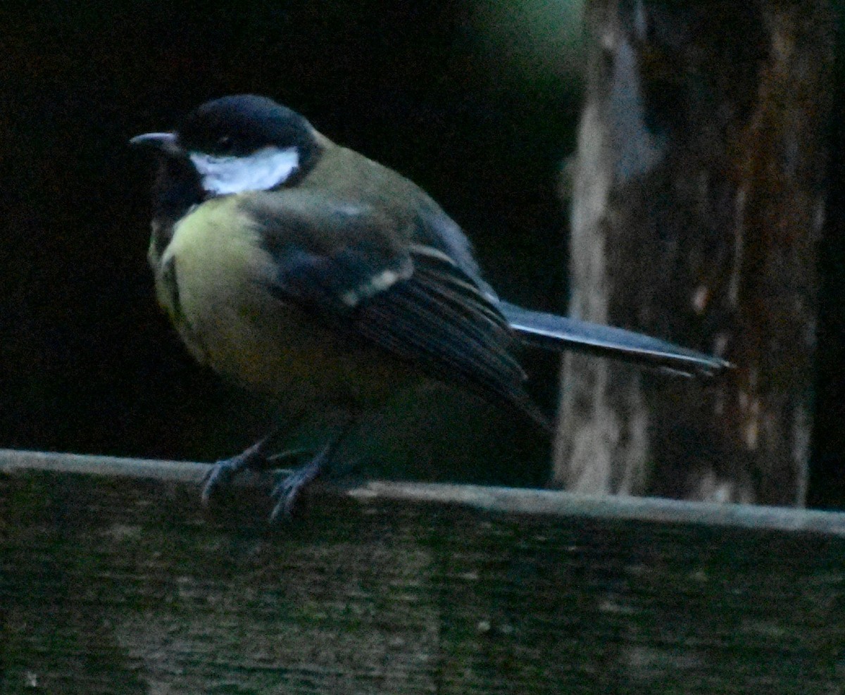 Синиця велика - ML646188746