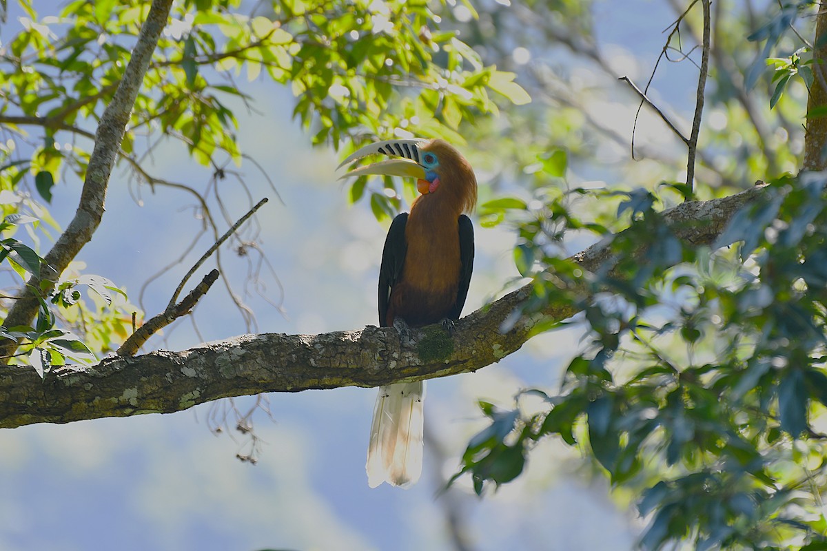 Калао непальський - ML646188747