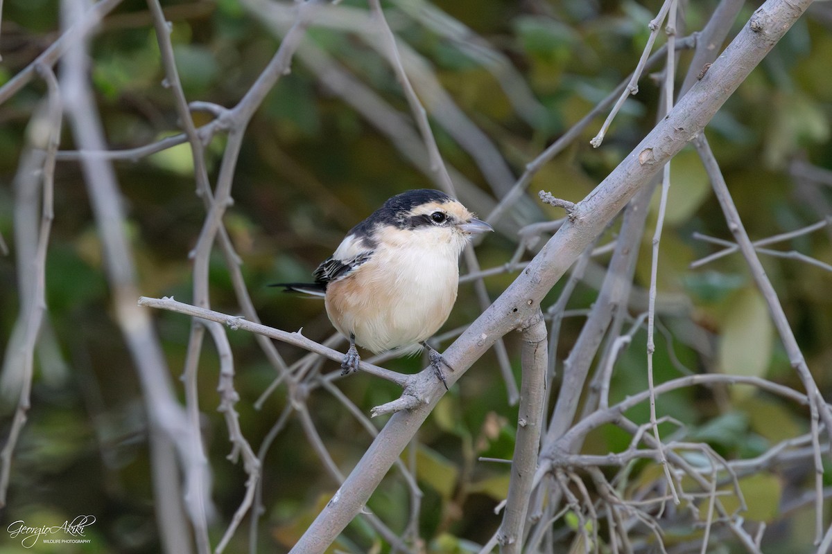 Сорокопуд білолобий - ML646188750