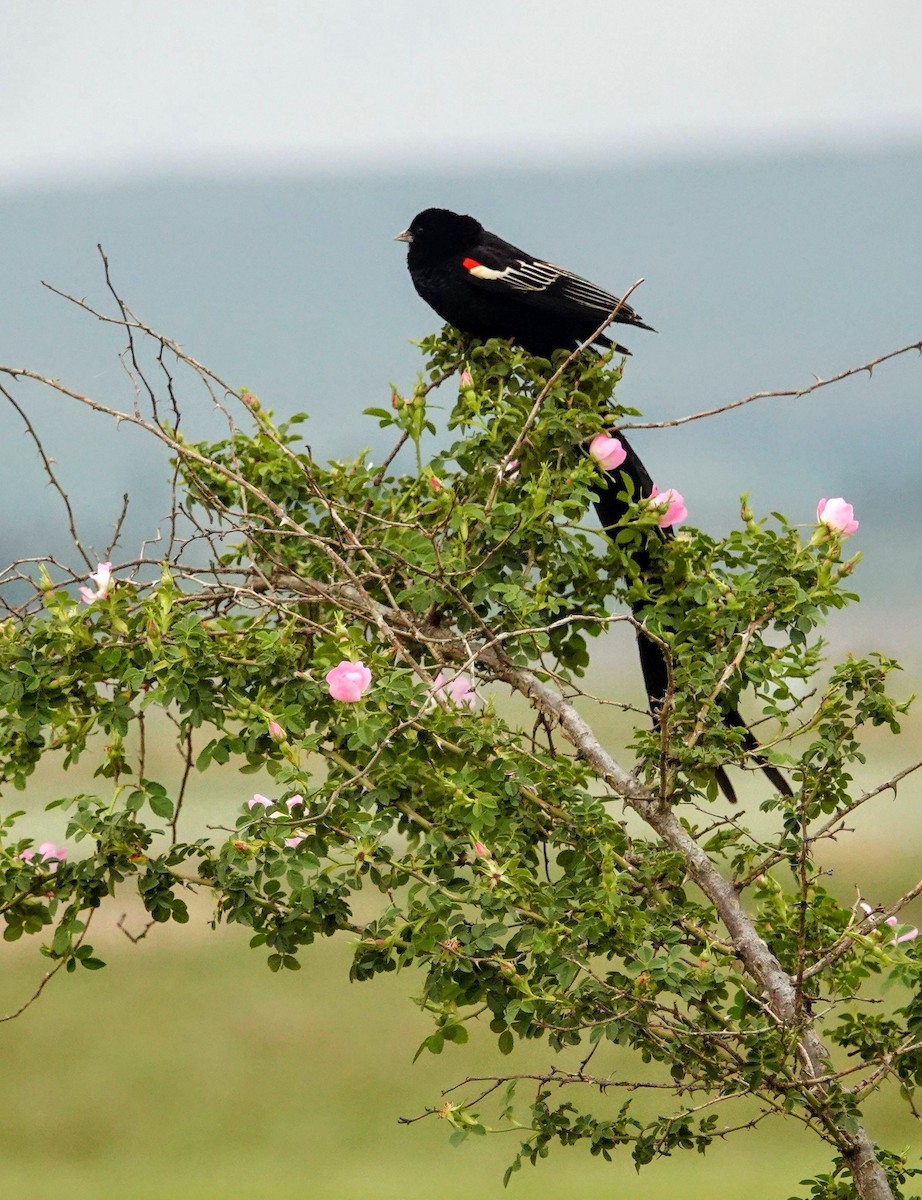 Вайдаг великий - ML646188751