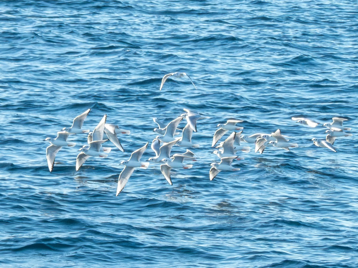 Мартин канадський - ML646188753