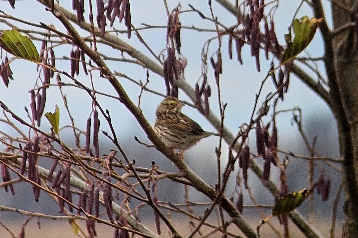Savannah Sparrow - ML646188754