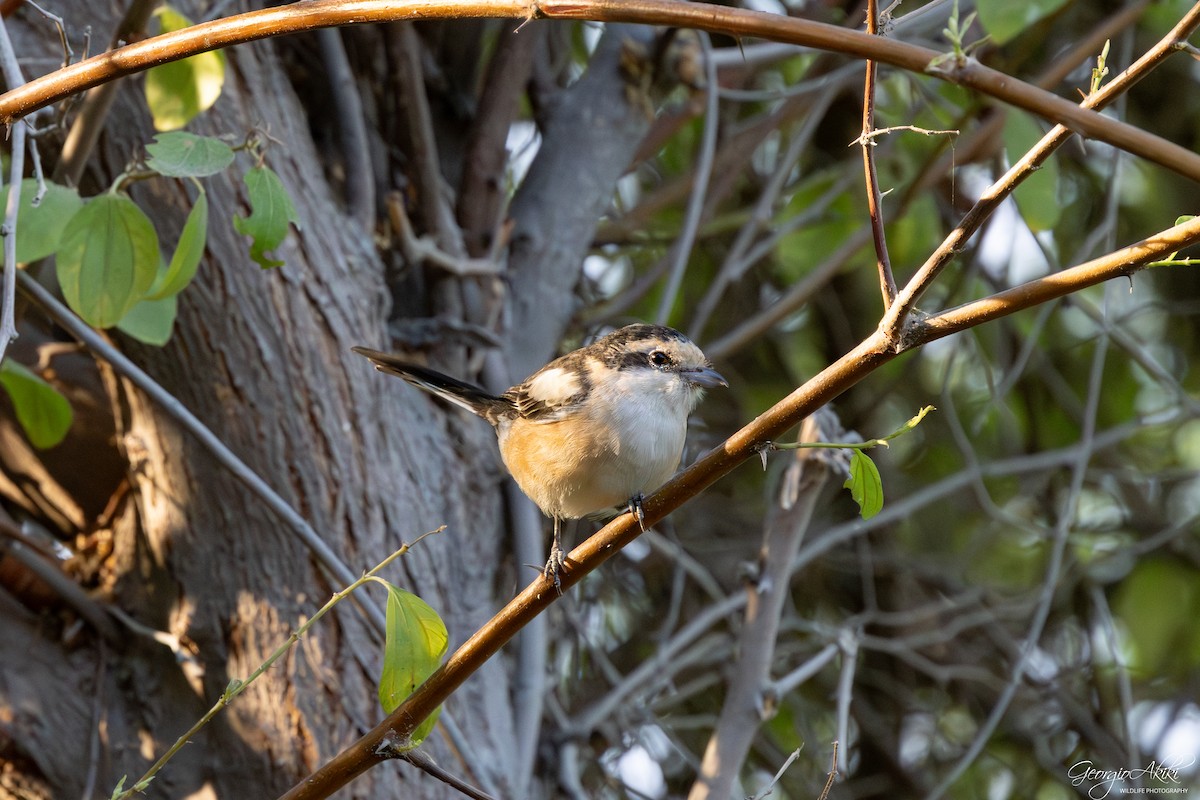 Сорокопуд білолобий - ML646188756