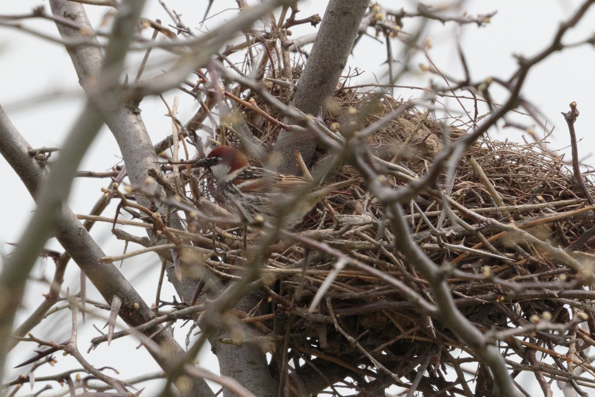 Горобець чорногрудий - ML646188757