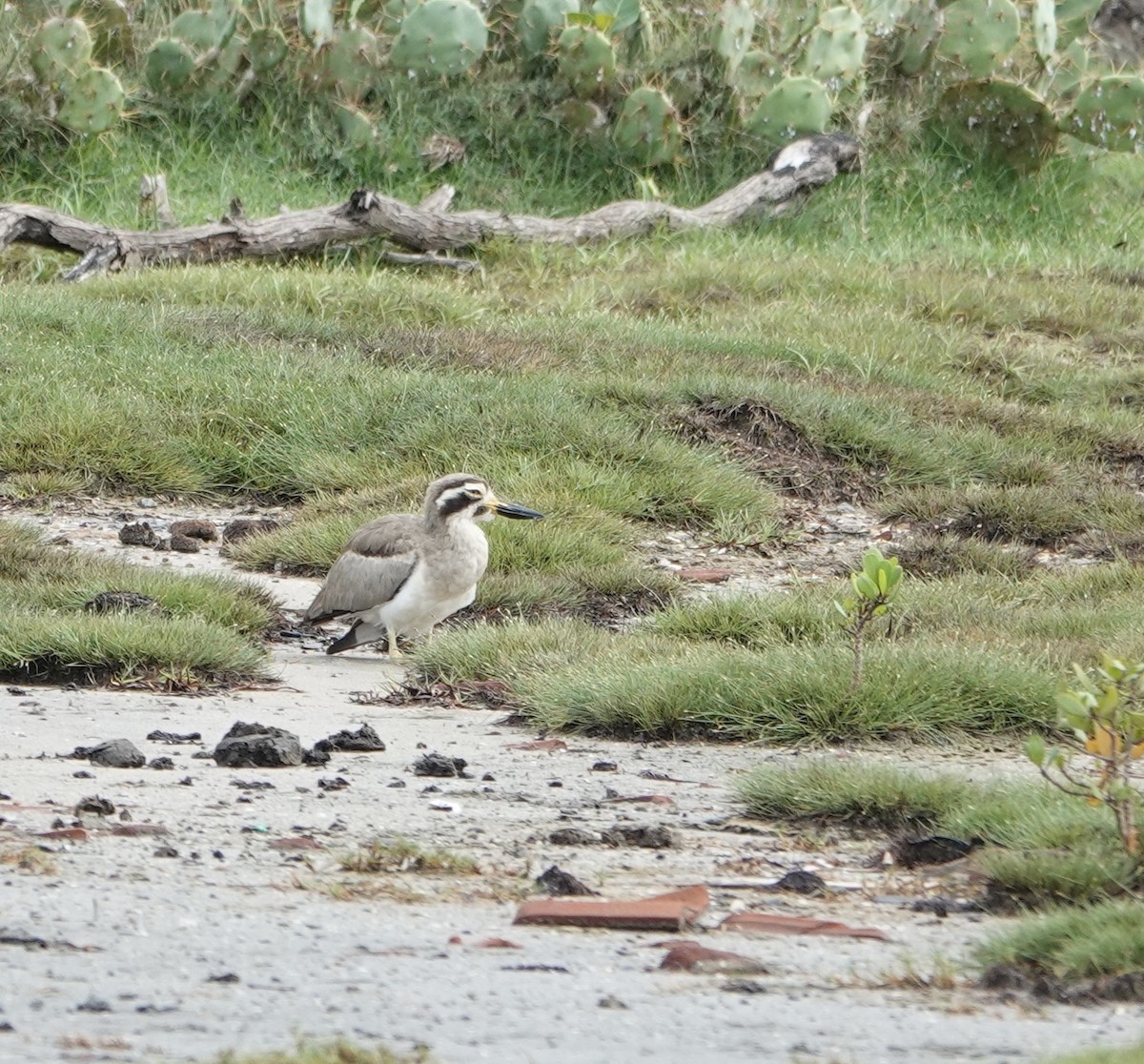 Лежень великий - ML646188758