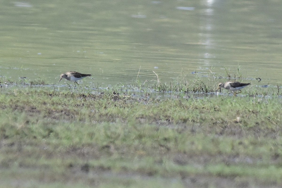 Побережник арктичний - ML646188761