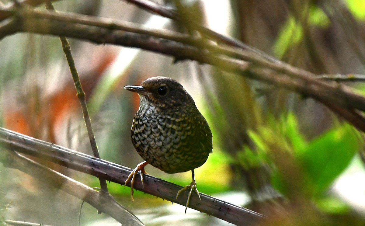 Pygmy Cupwing - ML646188762