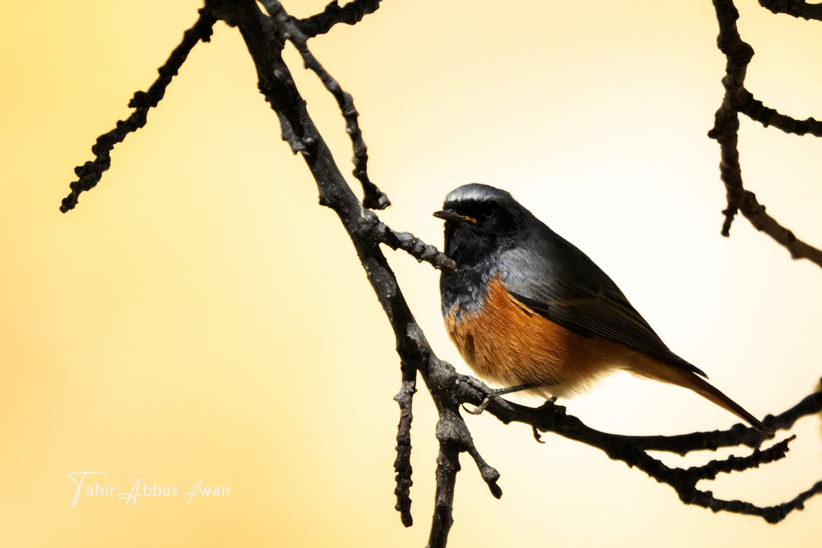 クロジョウビタキ - ML646188770