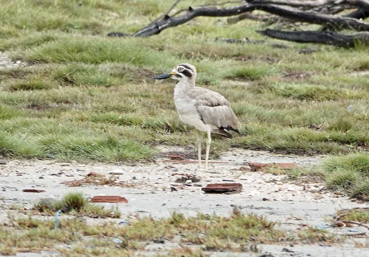 ソリハシオオイシチドリ - ML646188776