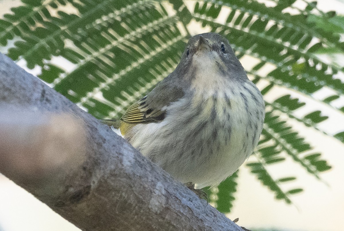 ホオアカアメリカムシクイ - ML646188777