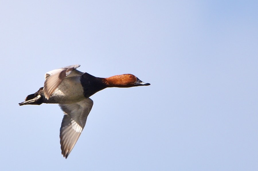 ホシハジロ - ML646188779