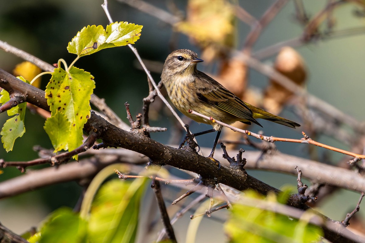 ヤシアメリカムシクイ - ML646188782